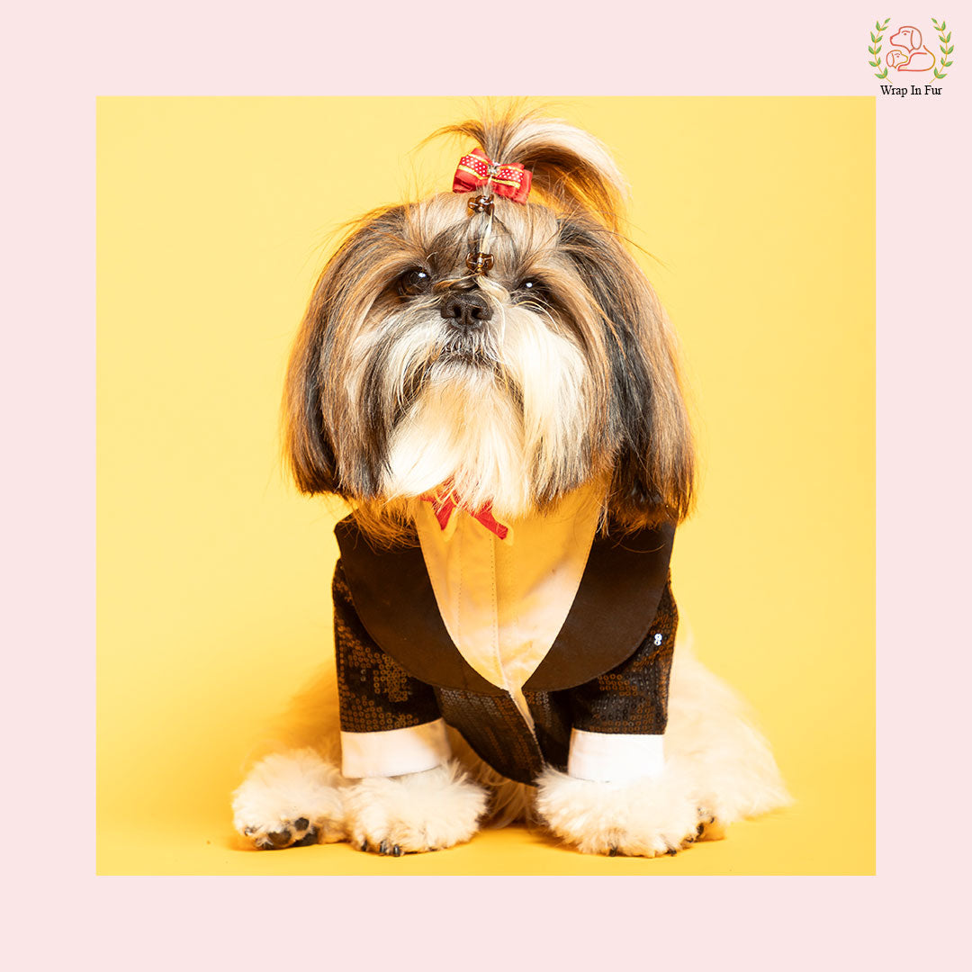 small dog black tuxedo suit for special function