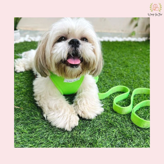 Neon Green Harness