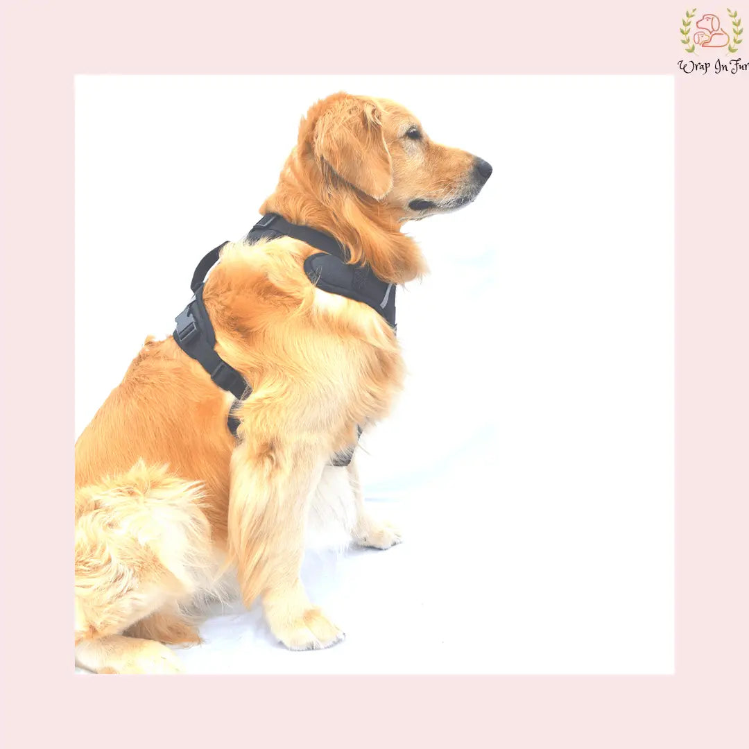 Black Double Sided Dog Harness