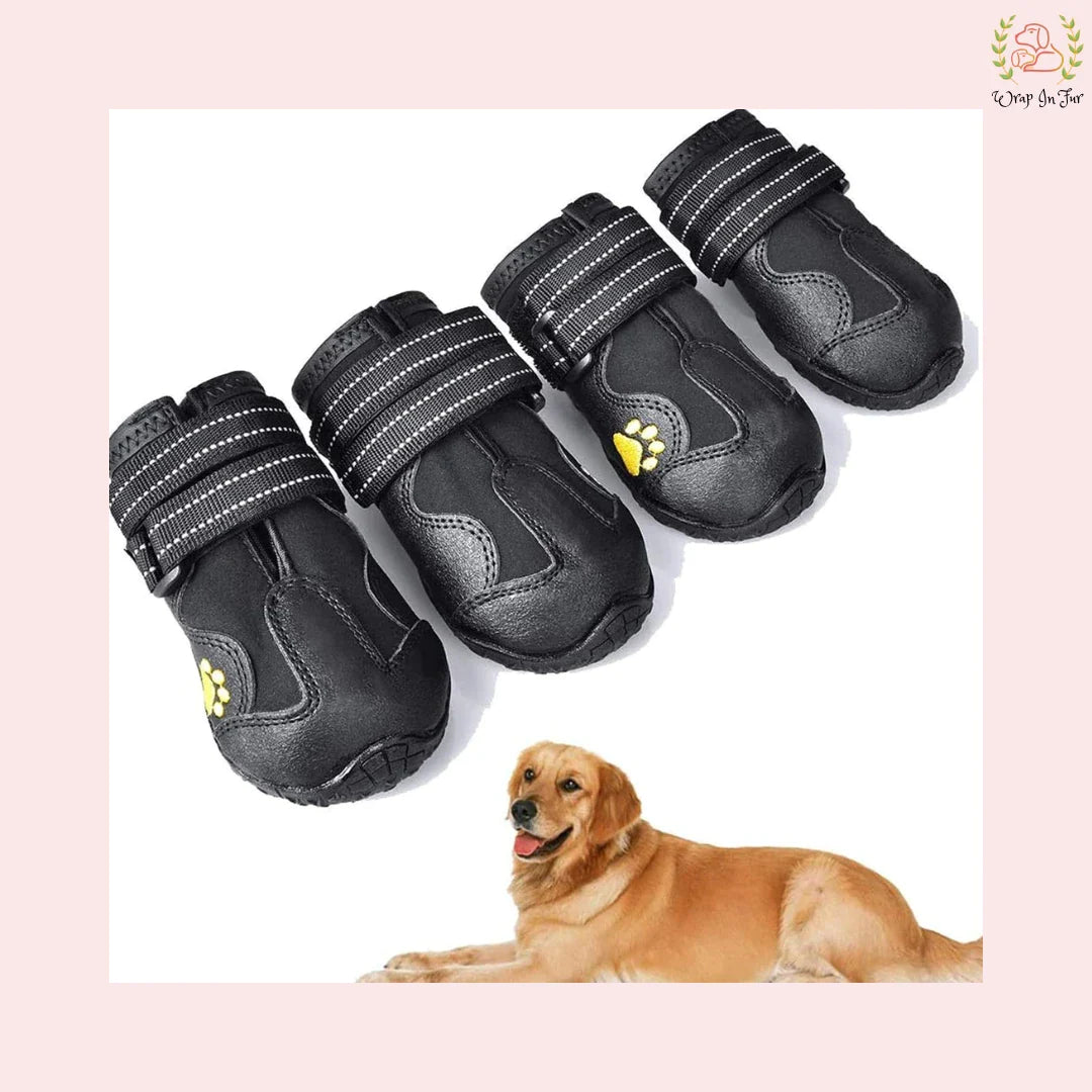 Black Dog Shoes