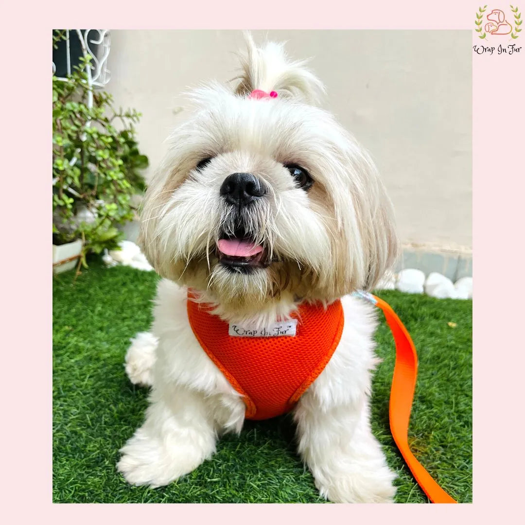 Orange Reversible Dog Harness