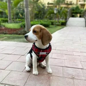 Red Black Dog Harness