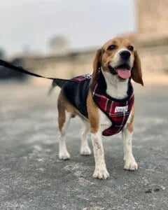 Red Black Dog Harness