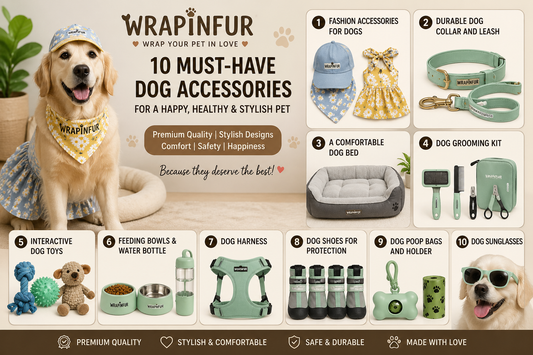 10 Must-Have Dog Accessories for Every Pet Owner