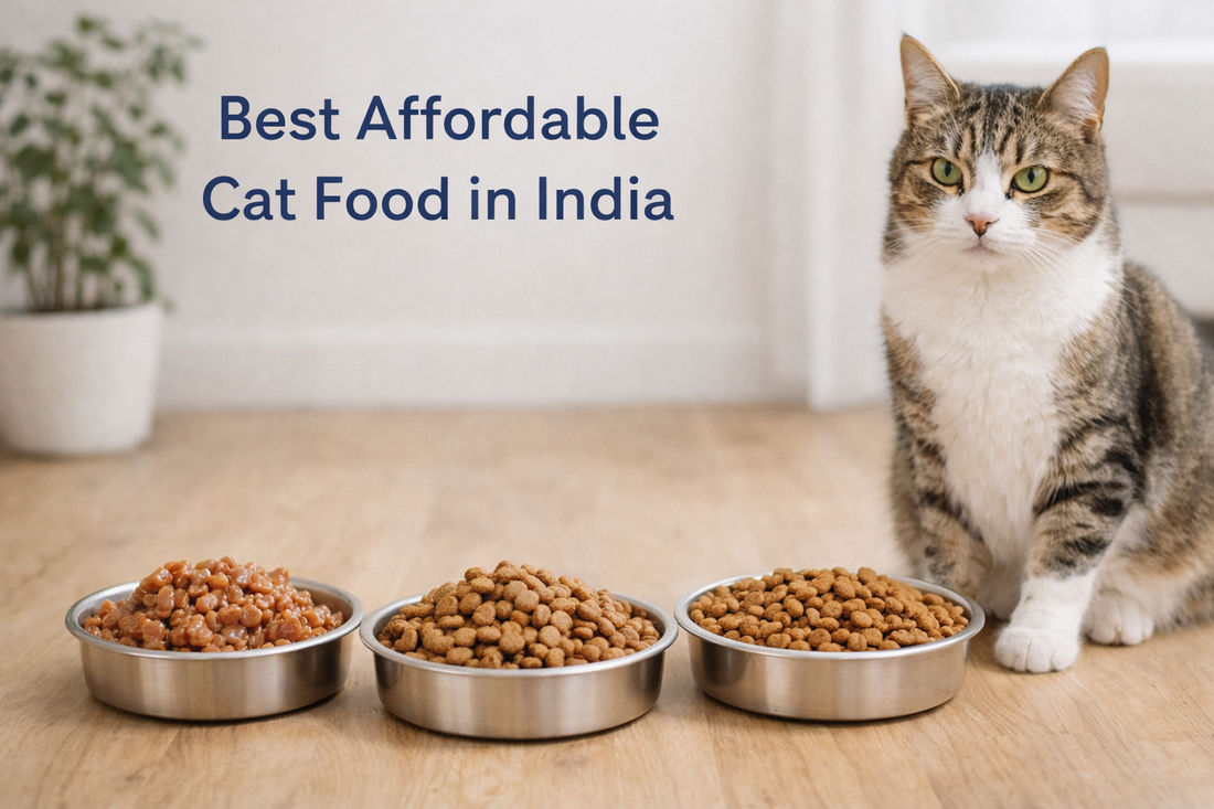 8 Best Affordable Cat Food in India – Budget & Healthy Options