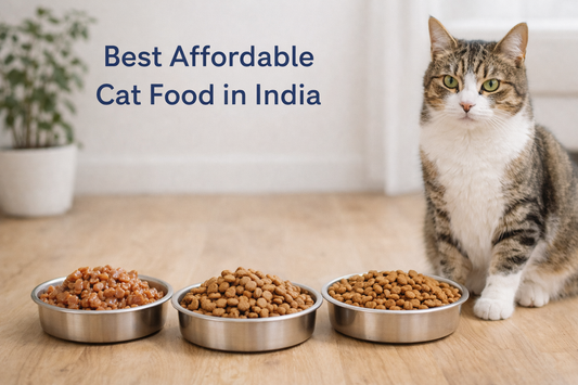 8 Best Affordable Cat Food in India – Budget & Healthy Options
