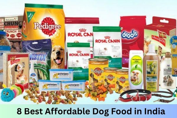 8 Best Affordable Dog Food in India – Budget & Healthy Options