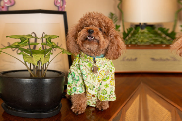 How to Choose the Perfect Dog Kurta for Weddings
