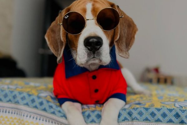 Beagle Dog Price in India – Puppy Cost, Monthly Expenses & Complete Care Guide