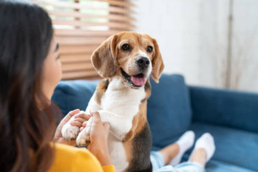 Benefits of Having a Pet Dog: 15 Reasons Why Dogs Make Life Better
