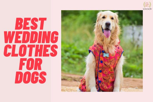 Best Wedding Clothes for Dogs