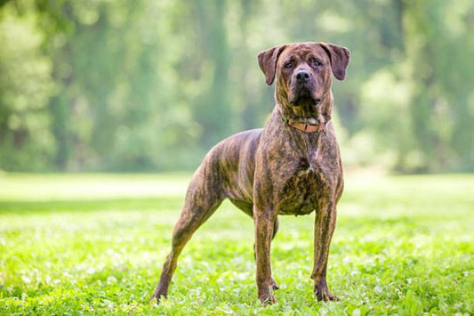 Cane Corso Dog