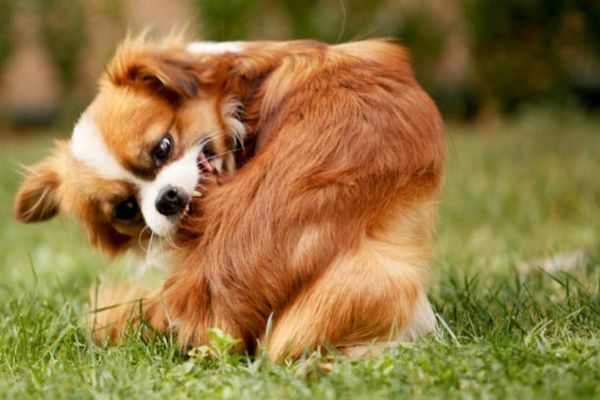 Dog Skin Allergies Treatment – Causes & Home Remedies