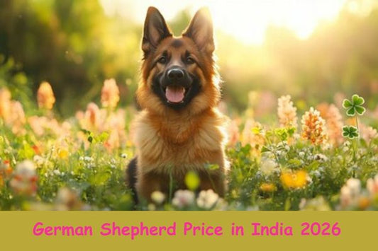 German Shepherd Price in India 2026