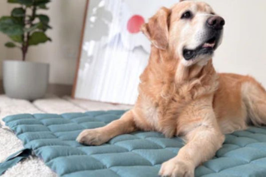 How to Train a Puppy at Home | Simple & Effective Training Tips