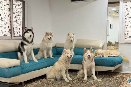 Husky Dog Price in India