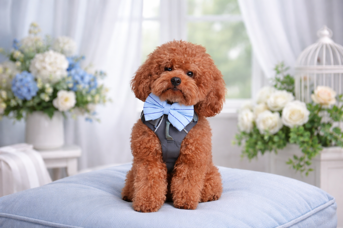 Poodle Price in India 2026