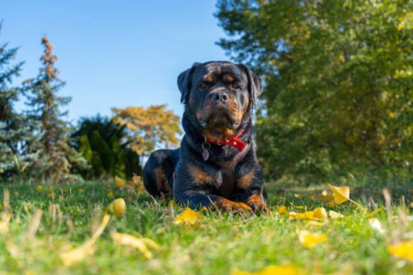 Rottweiler Dog Price in India 2026: Cost, Care, Training & Complete Guide