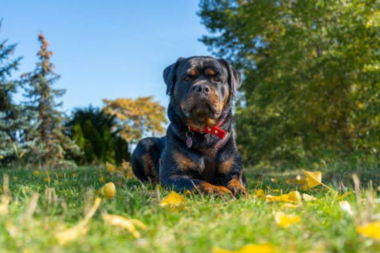 Rottweiler Dog Price in India 2026: Cost, Care, Training & Complete Guide