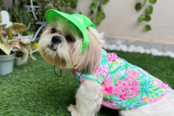 Shih Tzu Dog Price in India | Care, Training, Food & Facts