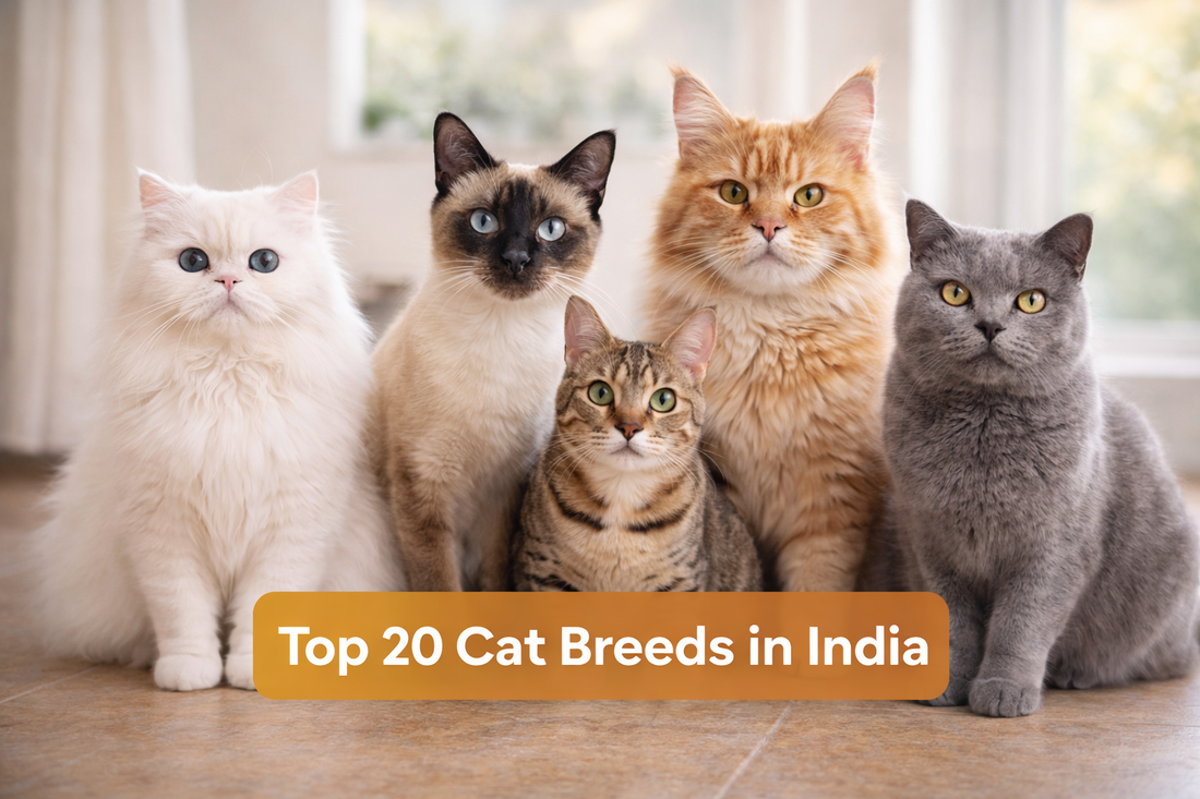 Top 20 Cat Breeds in India