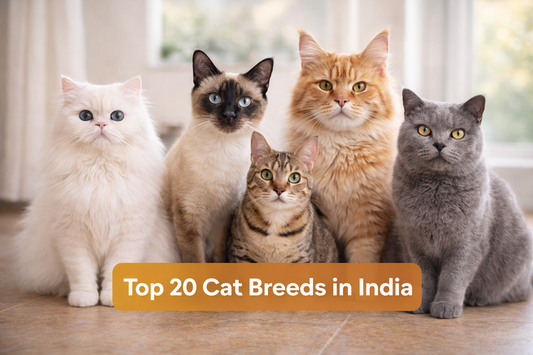 Top 20 Cat Breeds in India