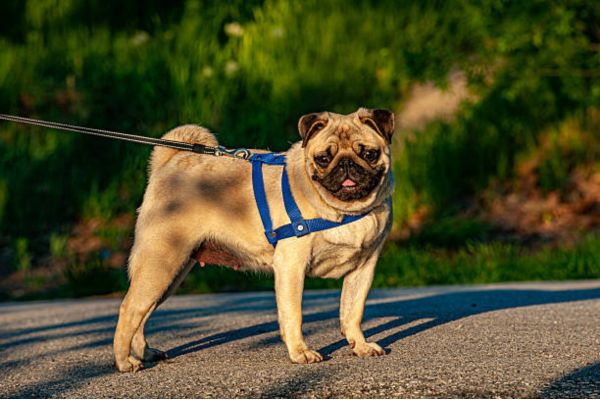 Pug Dog Price in India – Real Costs, Monthly Expenses & Care Tips ...