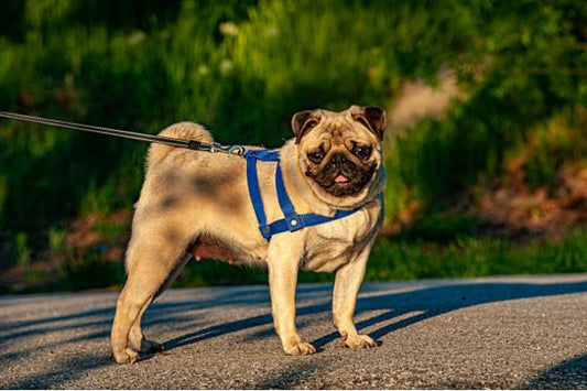 Pug Dog Price in India – Real Costs, Monthly Expenses & Care Tips