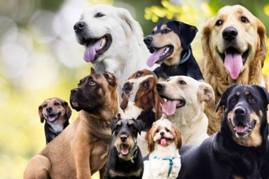 Best Dog Breeds in India for Home