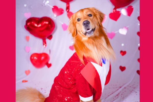Cute & Stylish Dog Clothes and Accessories for Pets in India