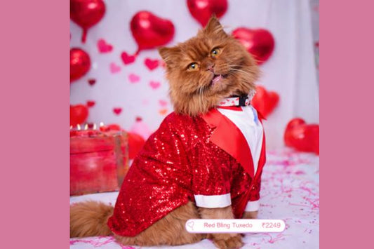 Valentine Cat Clothes in India: Cute & Comfortable Outfits Your Cat Will Love