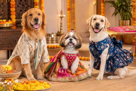 What Should Your Dog Wear for Navratri? Kurta, Lehenga & Frock Ideas