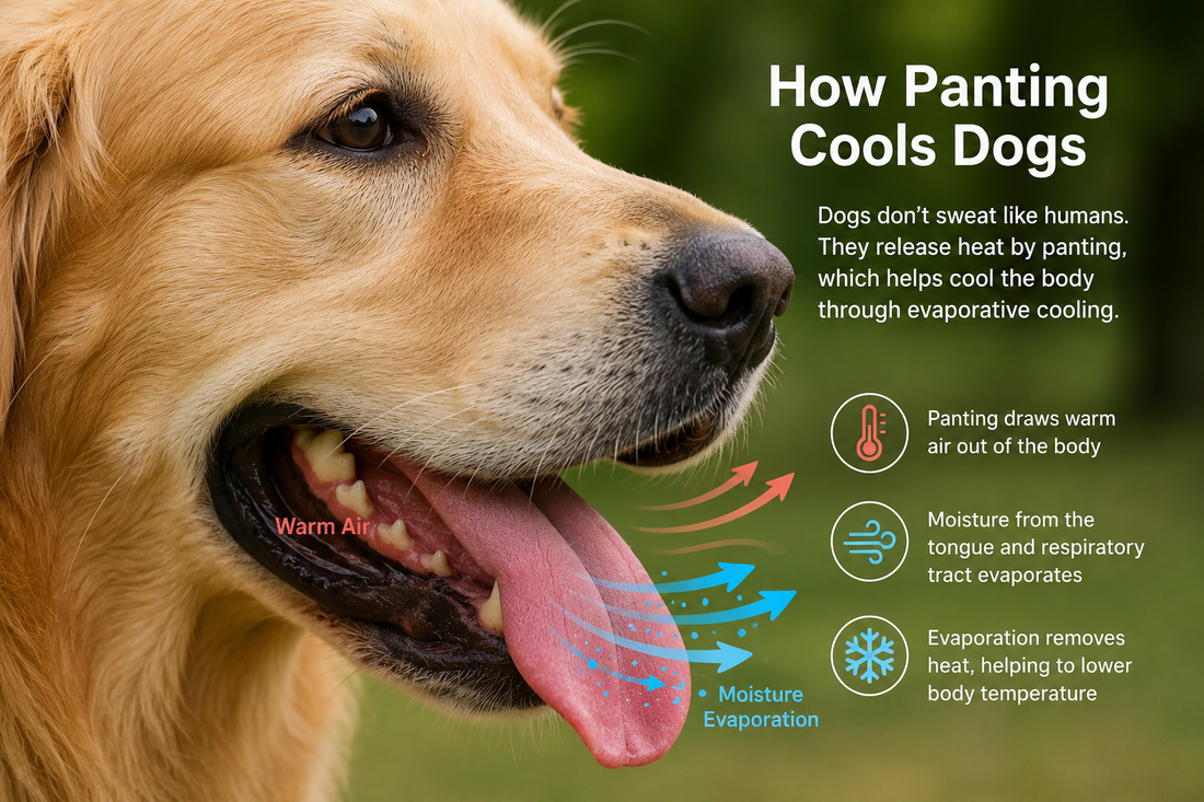 Why Is My Dog Panting? 10 Common Causes, Warning Signs & When to Worry