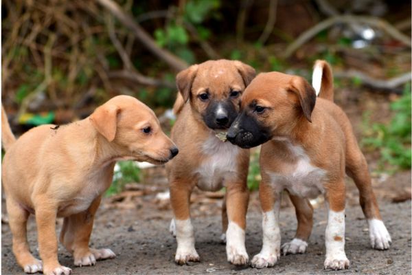 Why You Should Adopt an Indie Dog