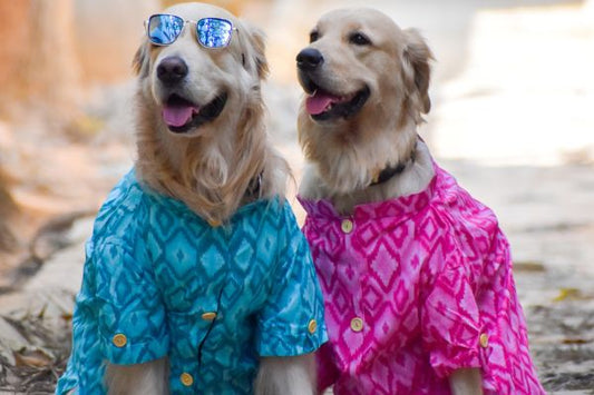 Top 15 Valentine Day Gift Ideas for Dogs (Cute & Safe for Pets)