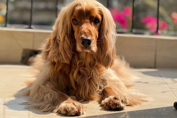 Cocker Spaniel Dog Price In India – Puppy Cost, Complete Care Guide