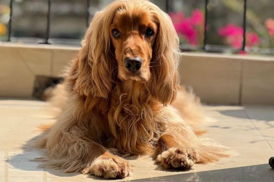Cocker Spaniel Dog Price In India – Puppy Cost, Complete Care Guide
