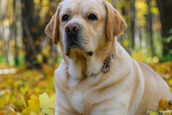 Labrador Dog Price in India