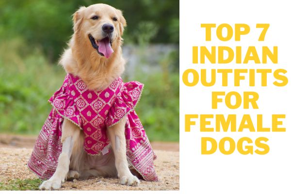 Top 7 Indian Traditional Outfits for Female Dogs