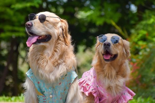 Golden Retriever Puppy Price in India – Monthly Cost & Care 2026