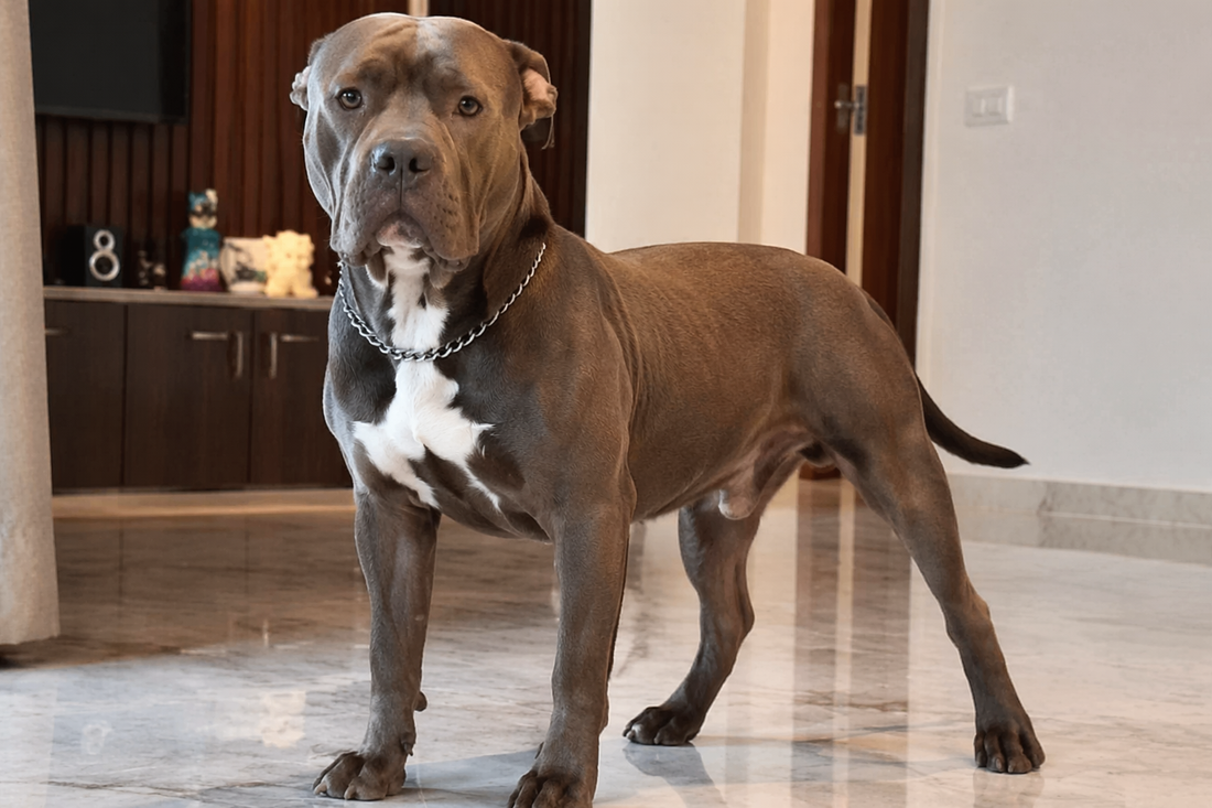 Pitbull Dog in India