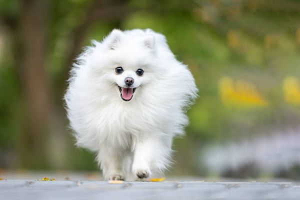 Pomeranian Dog Price