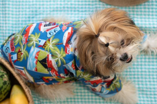 Best Shih Tzu Clothes in India (Dress, T-Shirt & Size Guide 2026)
