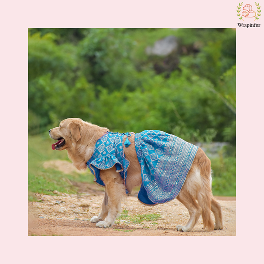 Sky Blue Mastani Dog Lehenga Choli