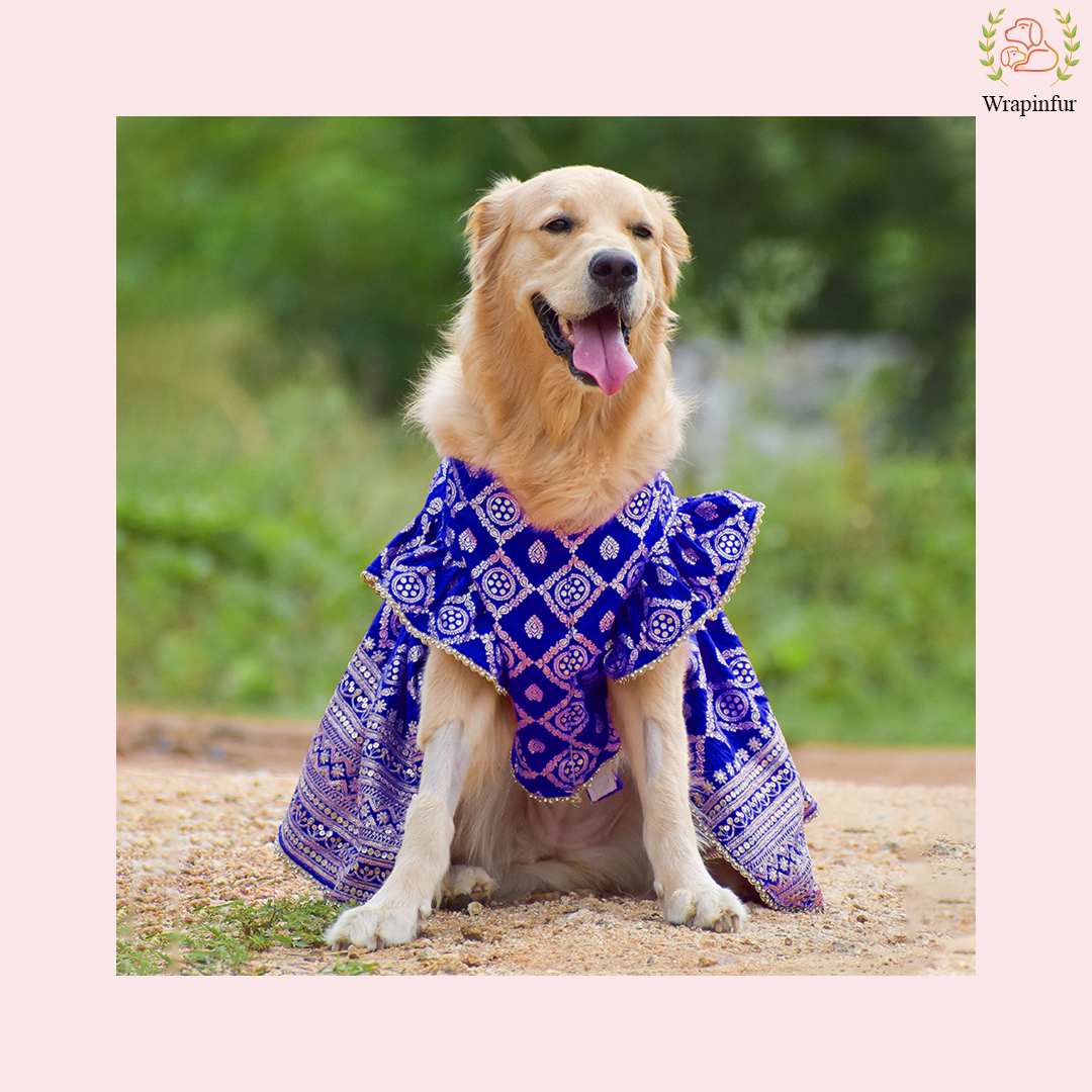 Blue Mastani Dog Lehenga Choli