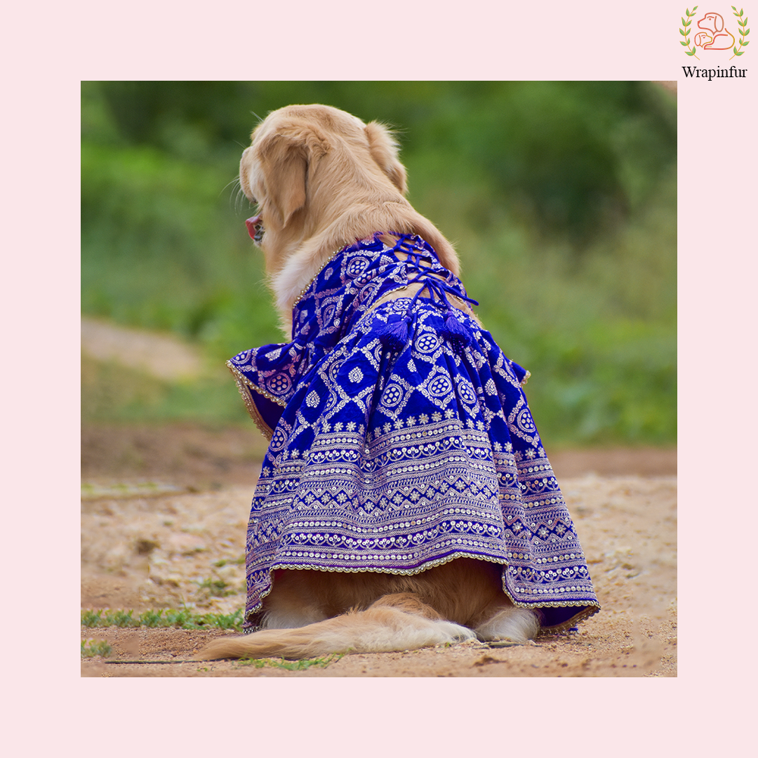 Blue Mastani Dog Lehenga Choli