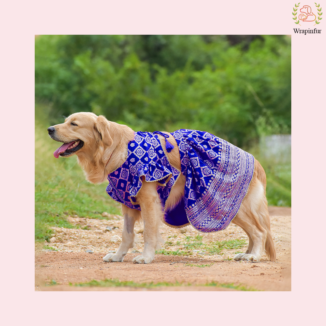 Blue Mastani Dog Lehenga Choli