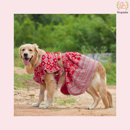 Red Mastani Dog Lehenga Choli