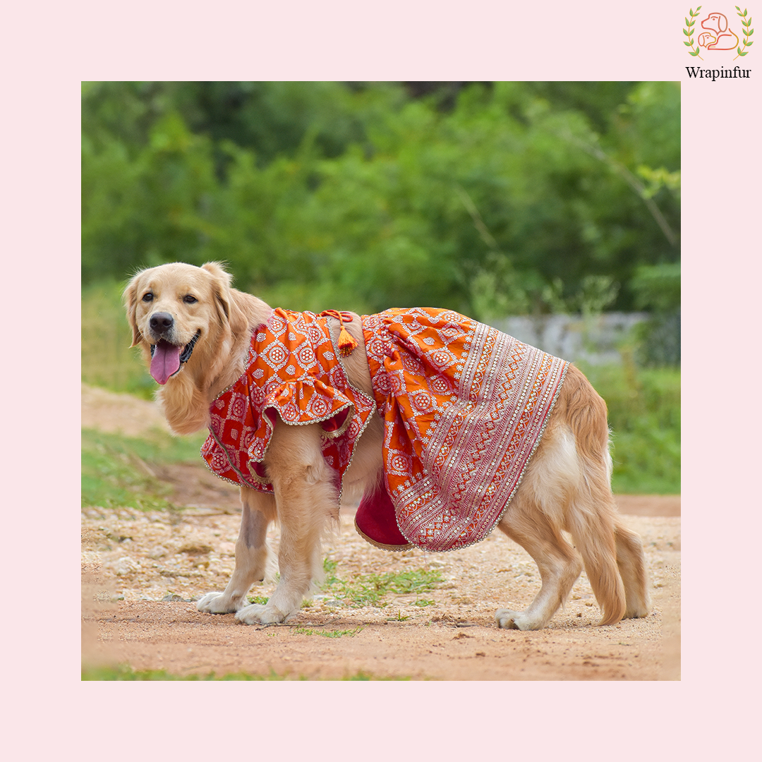 Orange Mastani Dog Lehenga Choli