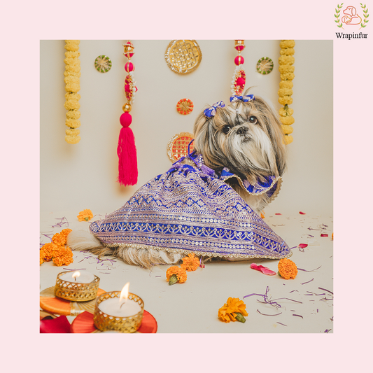 Blue Mastani Dog Lehenga Choli